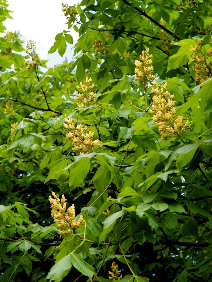 Aesculus flava