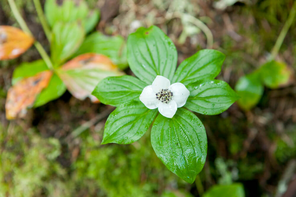 Cornus canadensis