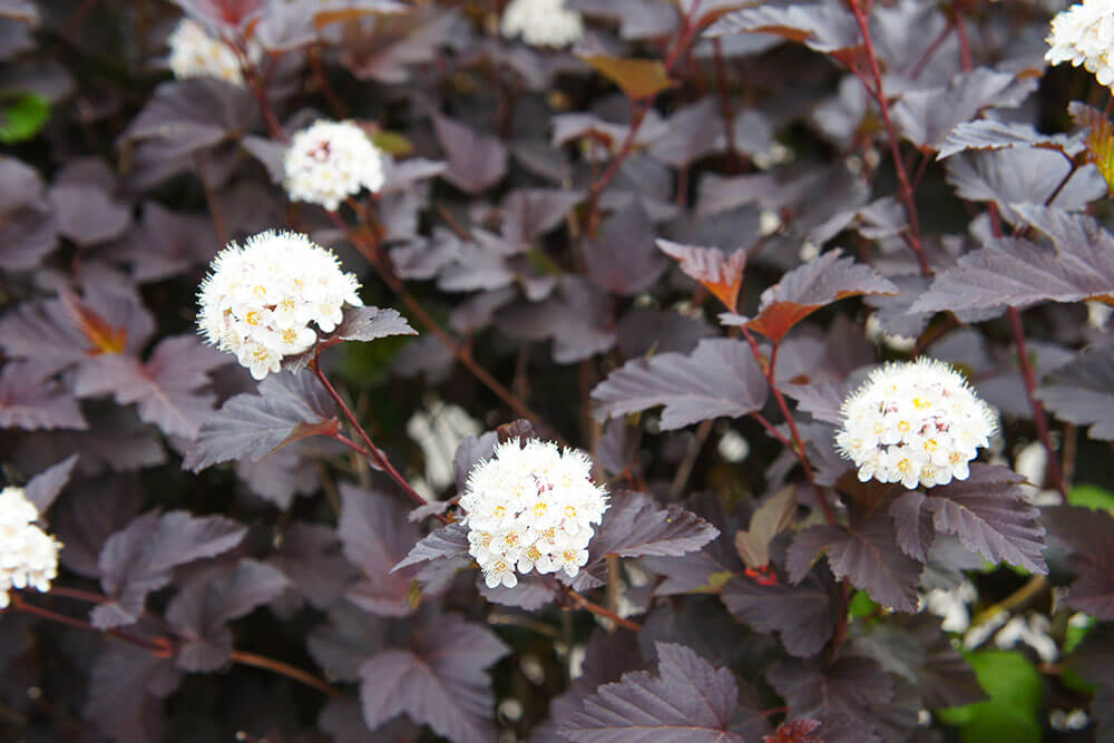 Physocarpus opulifolius Monlo