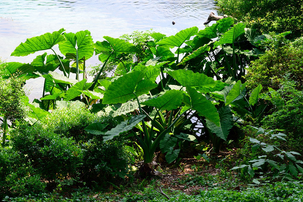 Colocasia