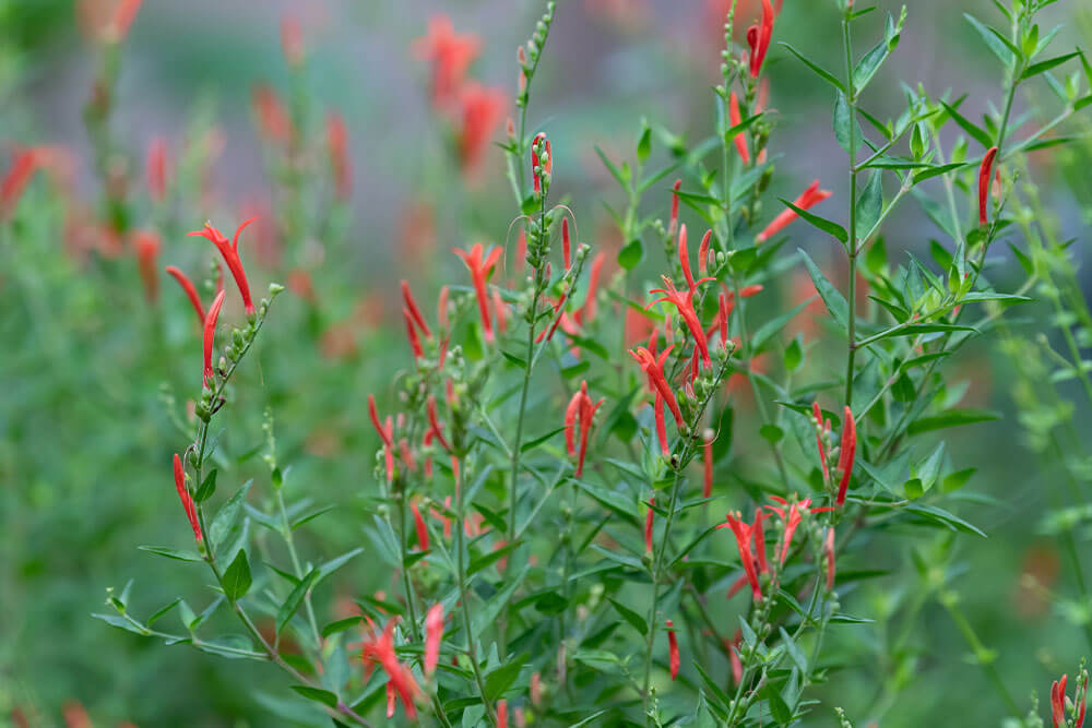 Anisacanthus quadrifidus