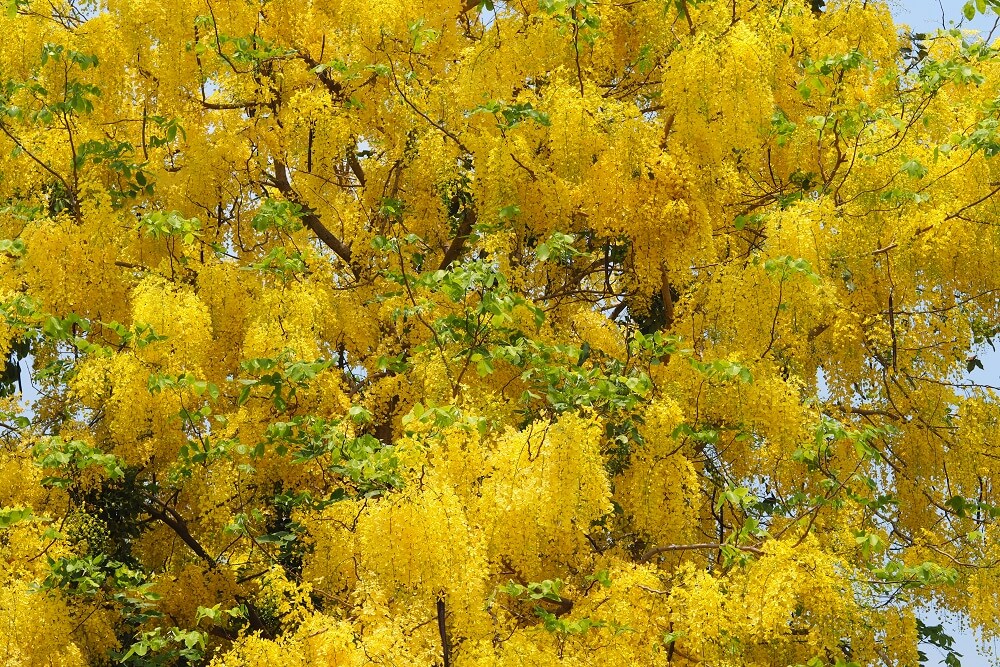 Cassia fistula