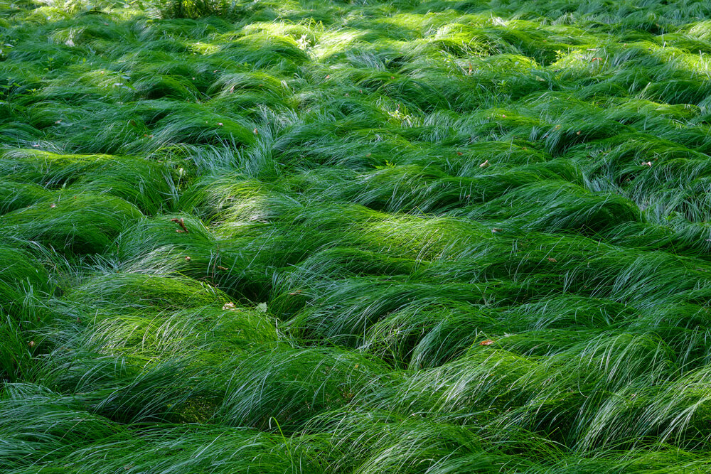 Carex spp.