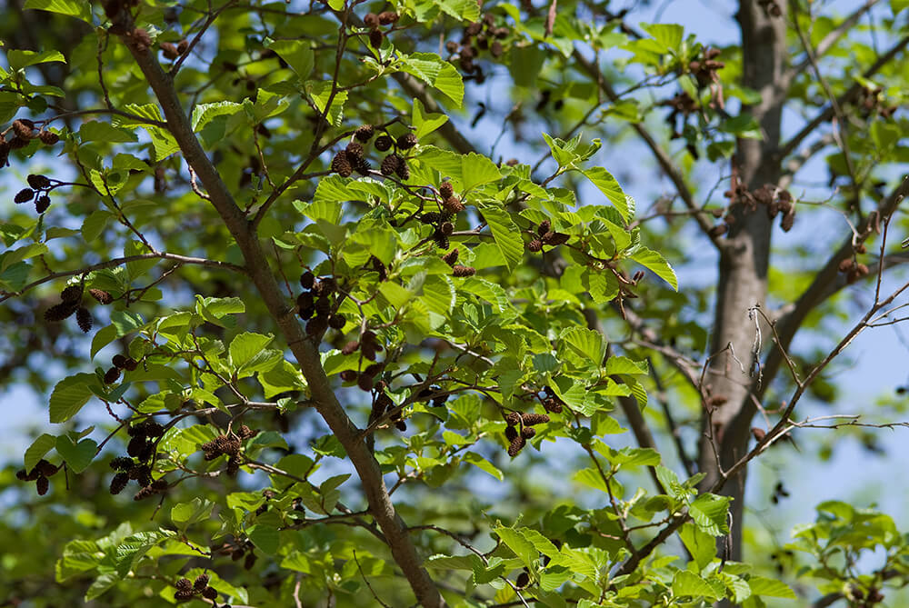 Alnus hirsuta