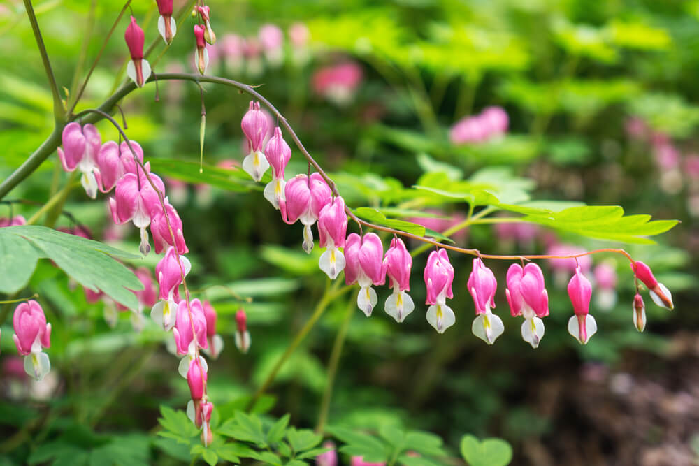 Dicentra spp.