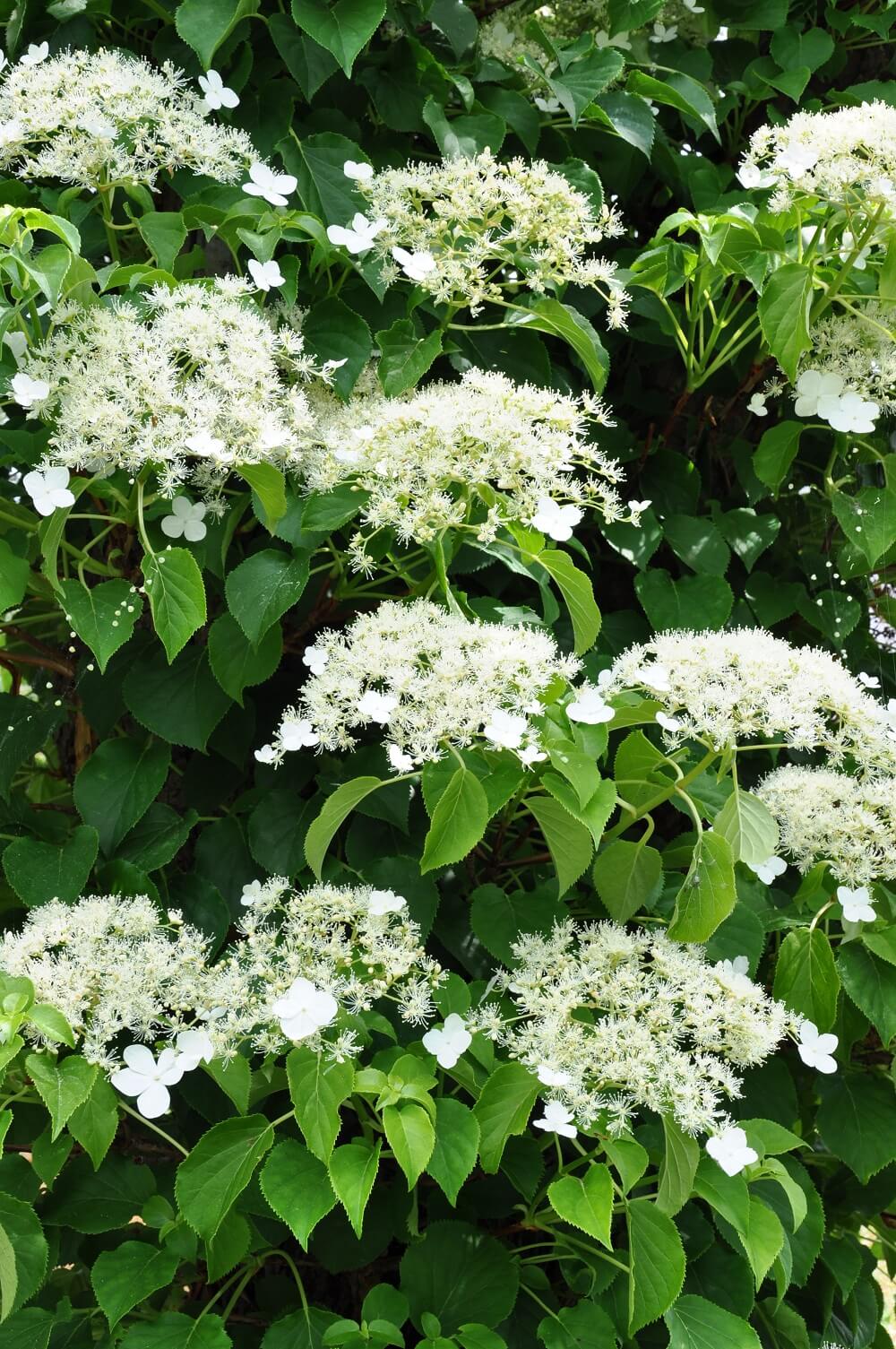 Hydrangea anomala subsp. petiolaris