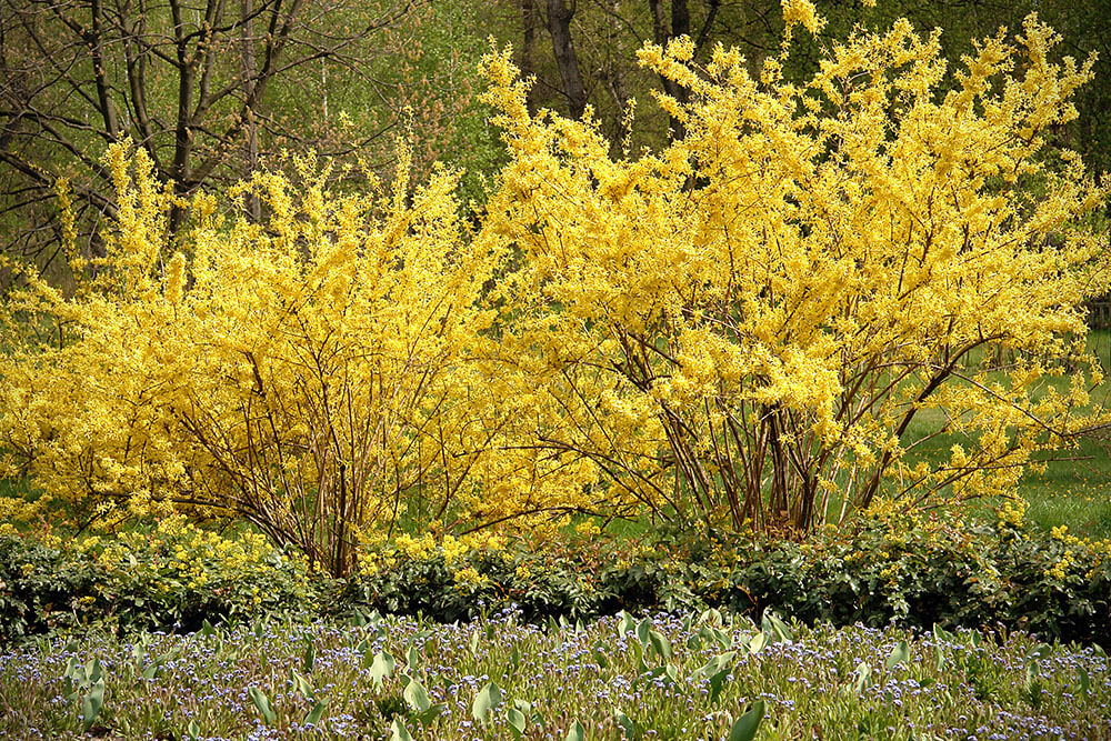 Forsythia spp.