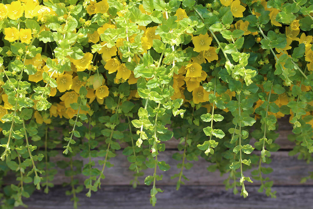 Lysimachia nummularia