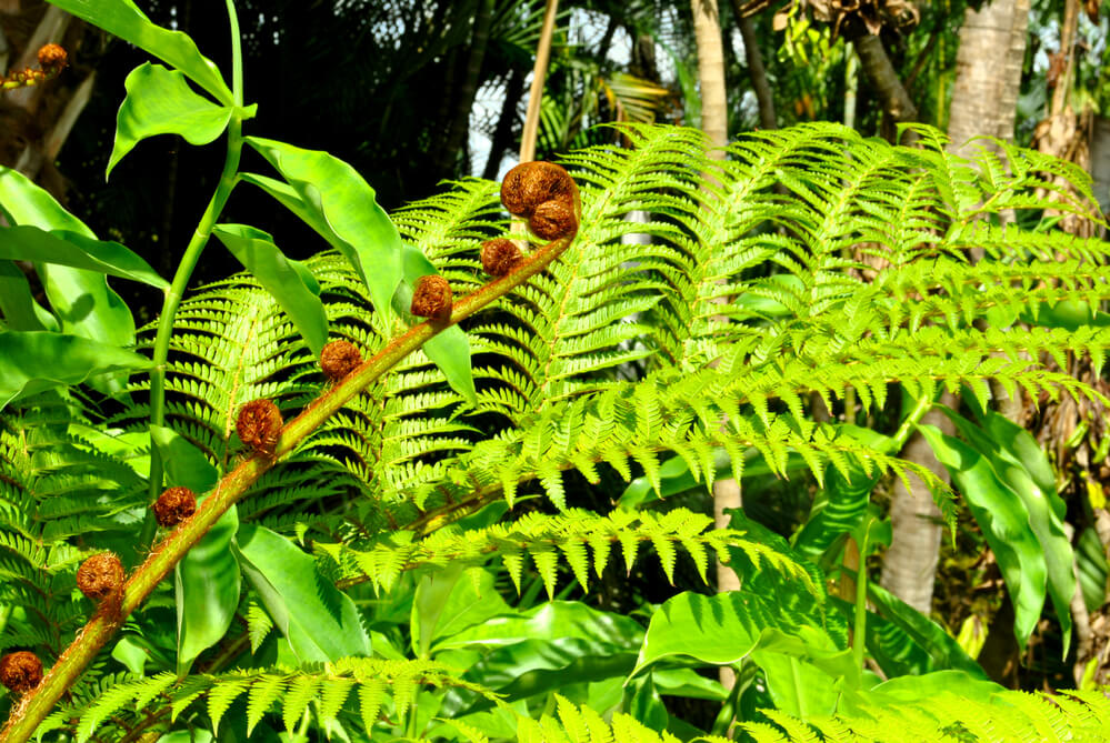 Polystichum polyblepharum