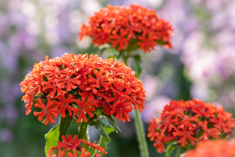 Lychnis chalcedonica