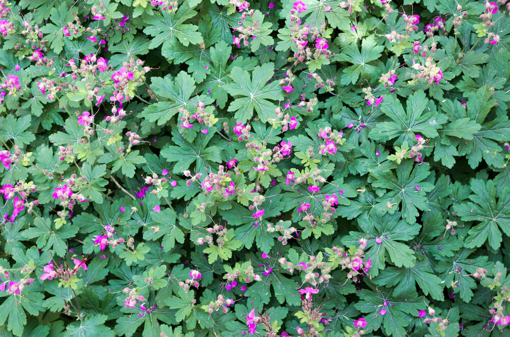 Geranium macrorrhizum