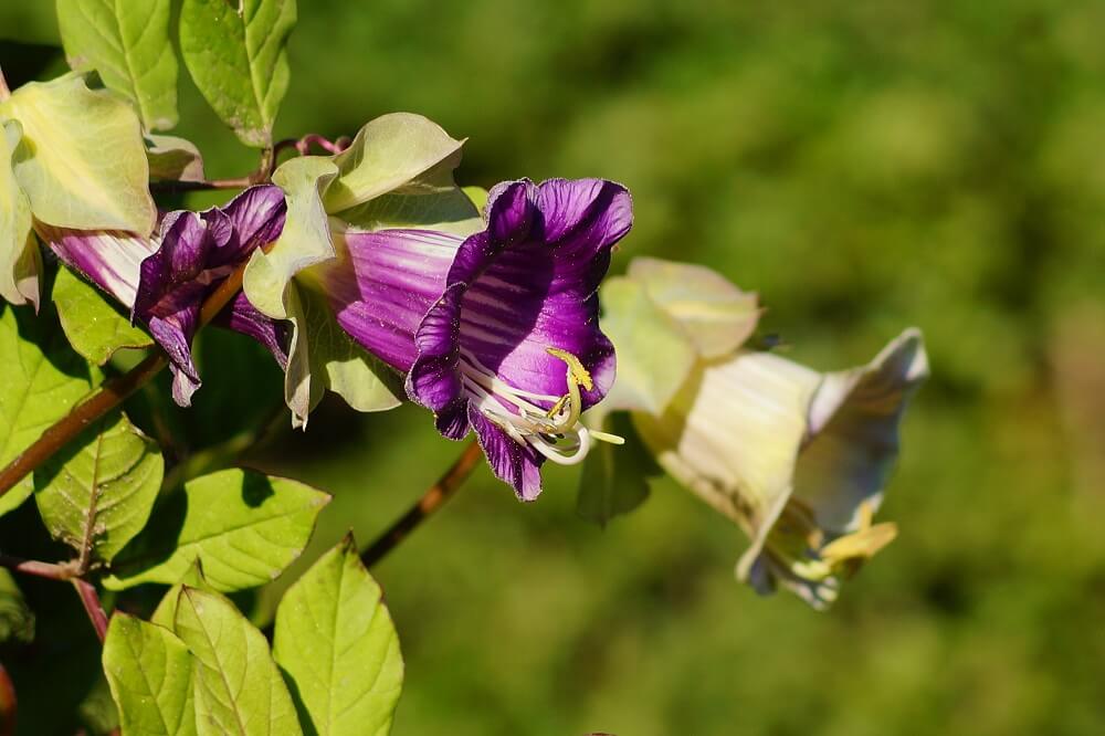 Cobaea scandens