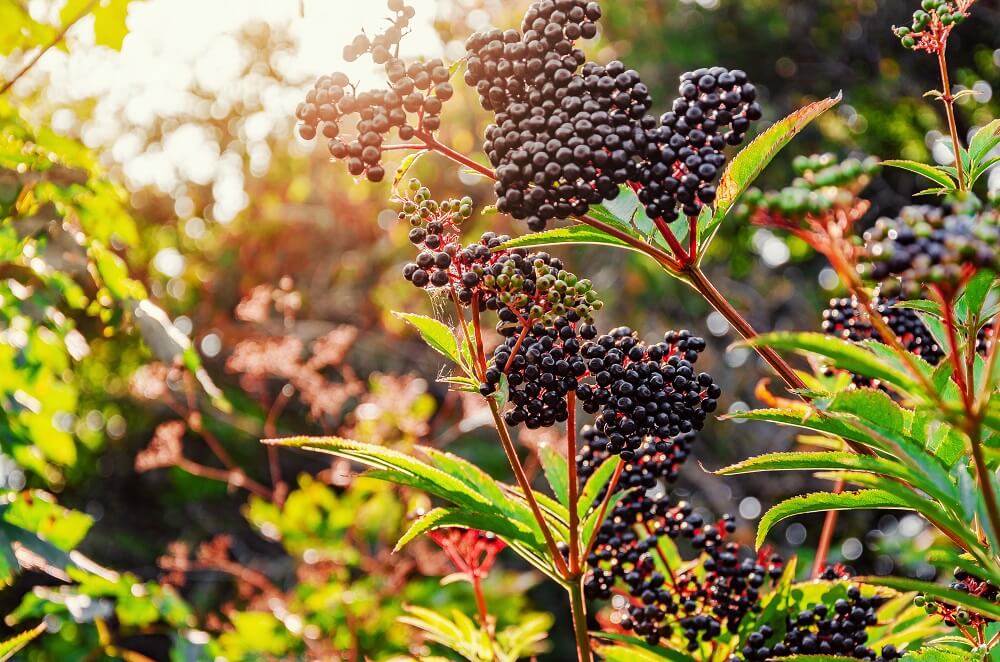 Sambucus canadensis