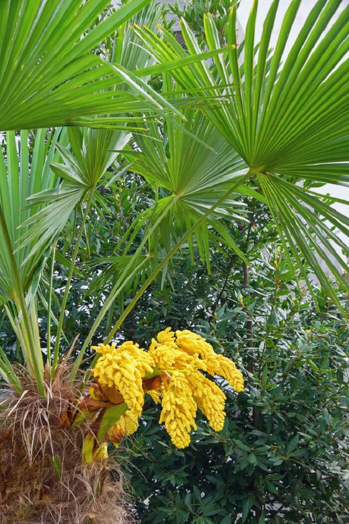 Chamaerops humils