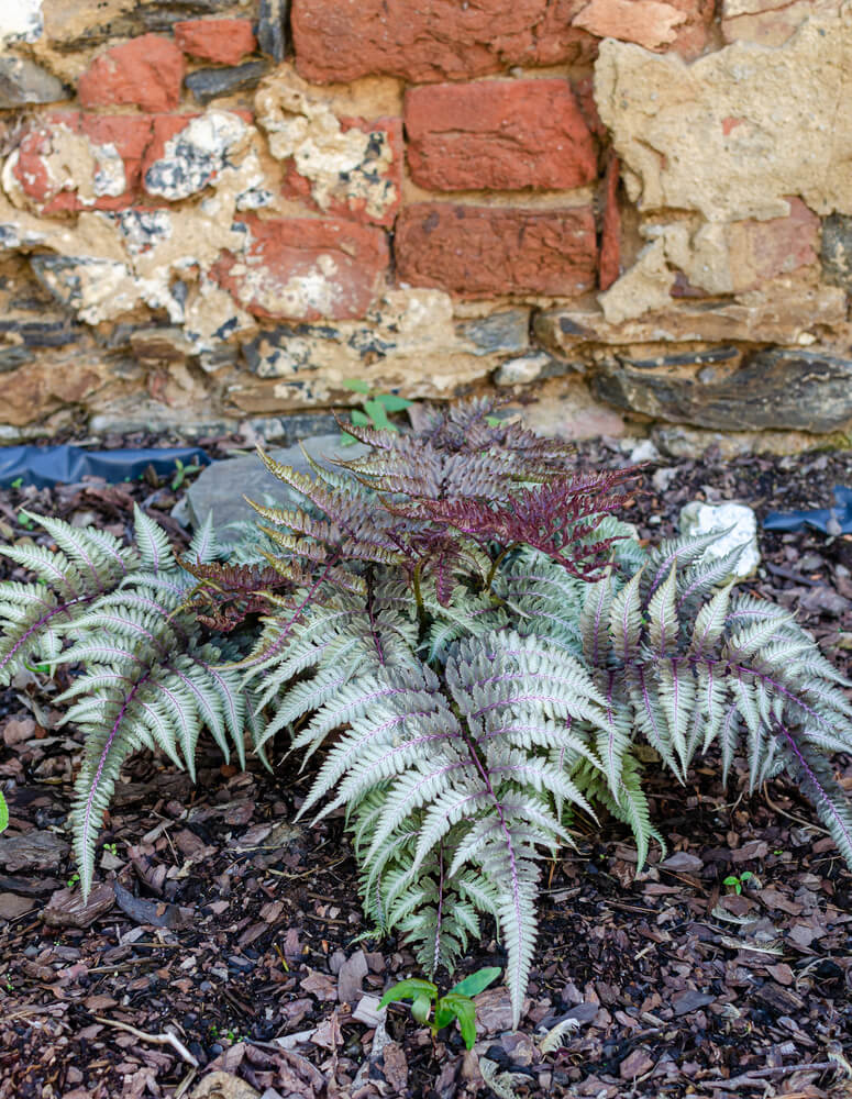 Athyrium niponicum