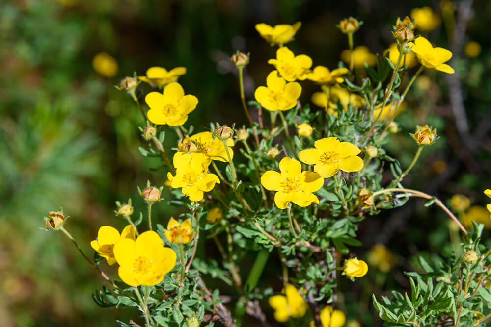 Potentilla fruticosa