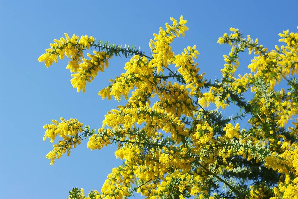 Acacia baileyana