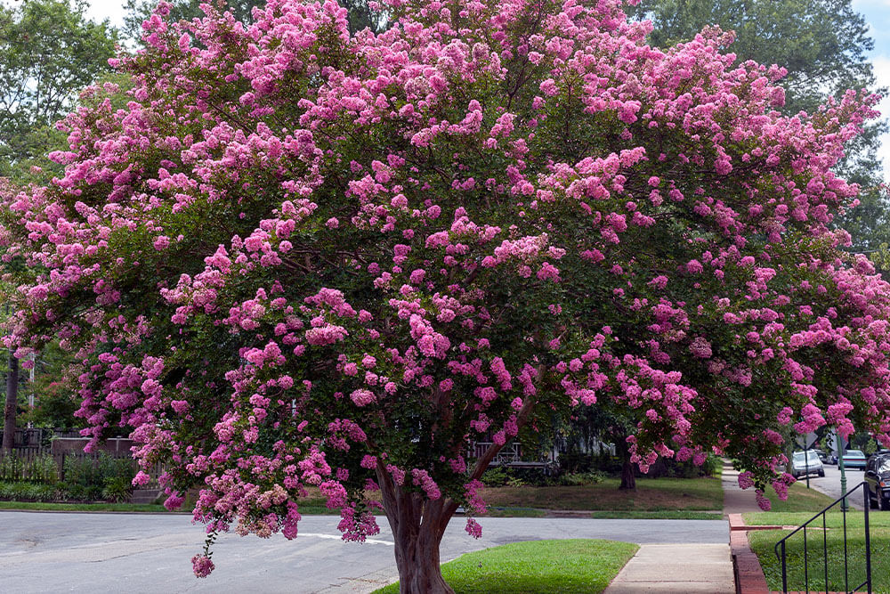 Lagerstroemia indica