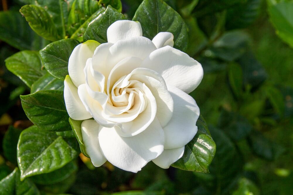 Gardenia jasminoides