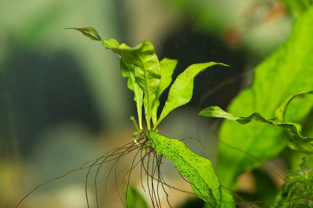 Leptochilus pteropus