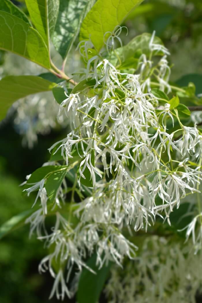 Chionanthus virginicus