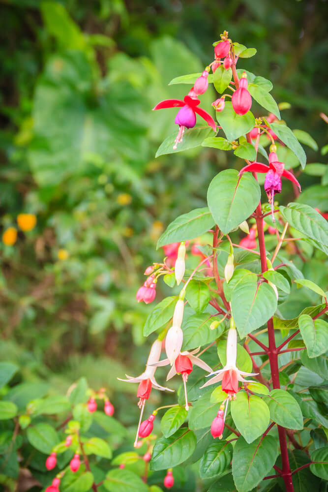 Fuchsia magellanica