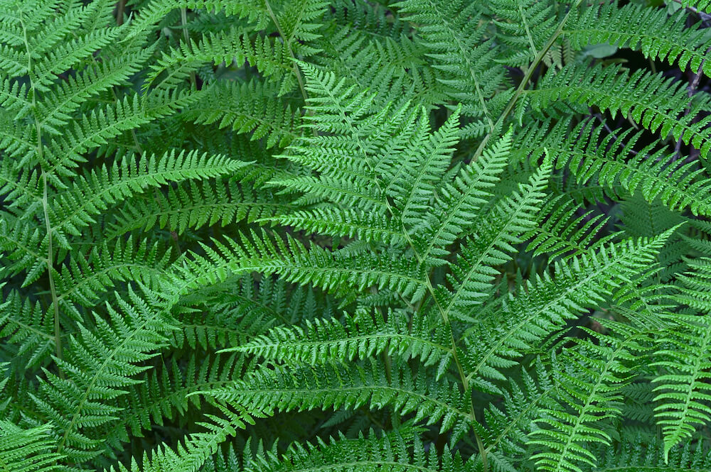 Athyrium filix-femina