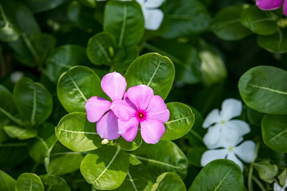 Annual vinca