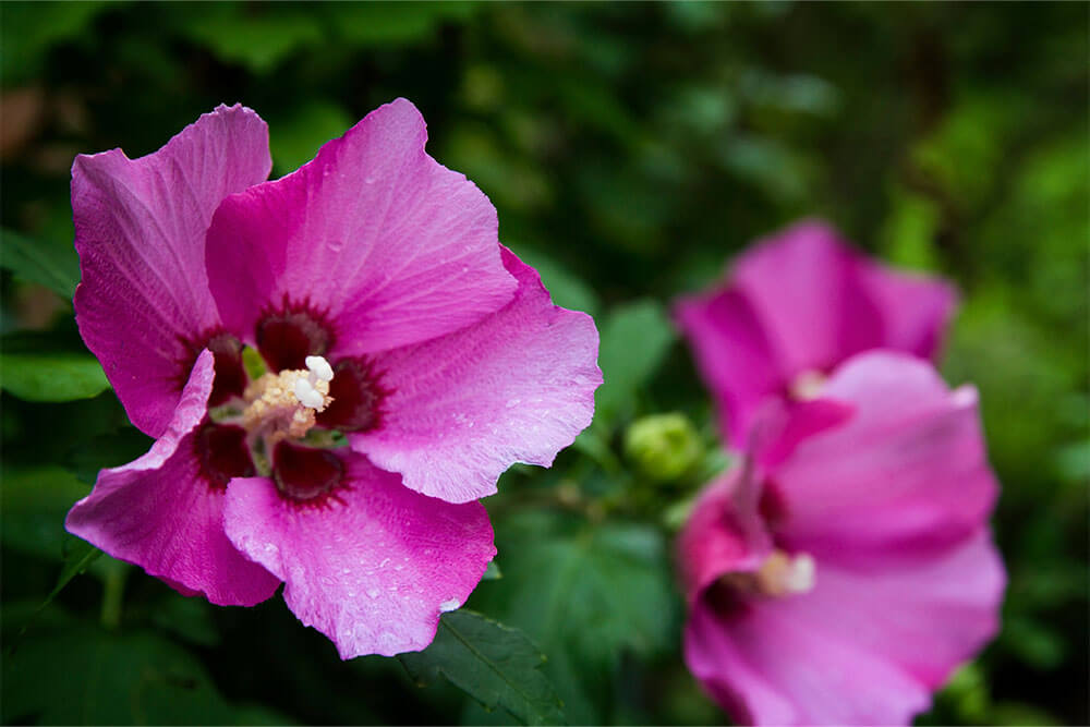 Hibiscus syriacus