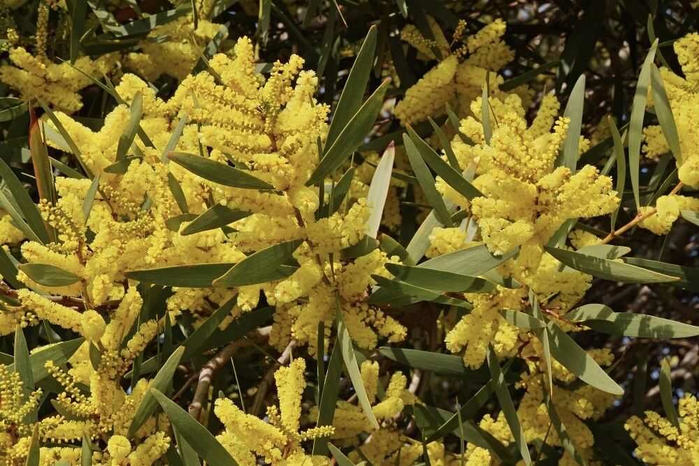 Acacia longifolia