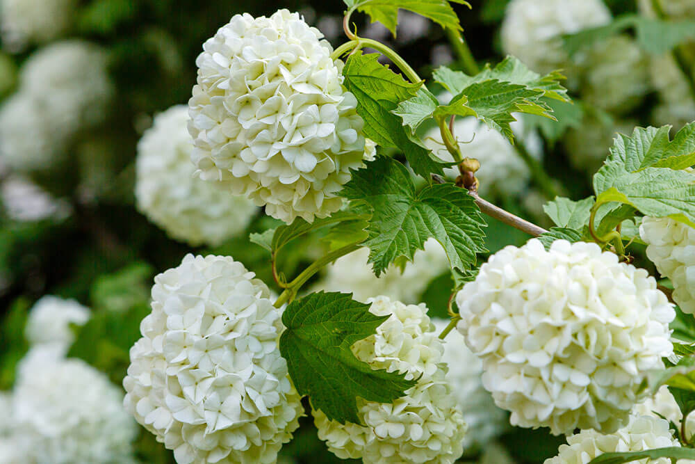 Viburnum spp.