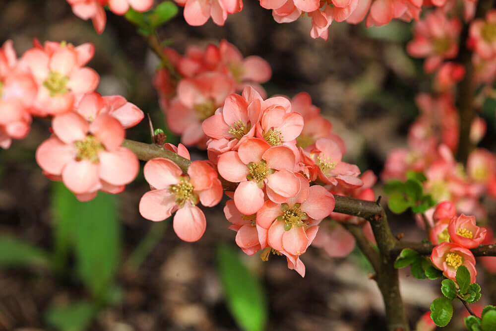 Chaenomeles speciosa