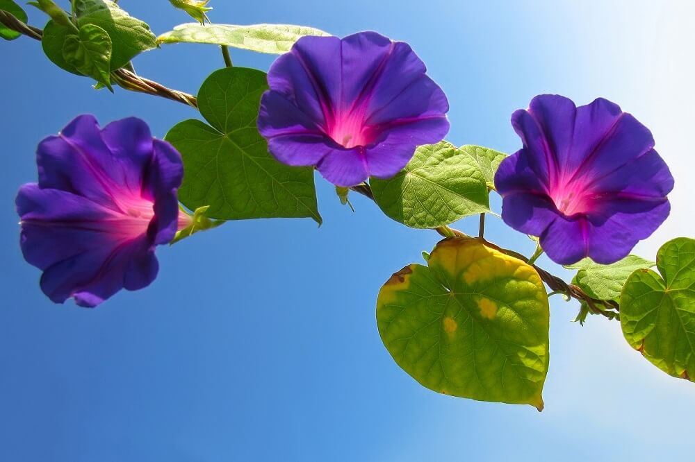 Ipomoea purpurea