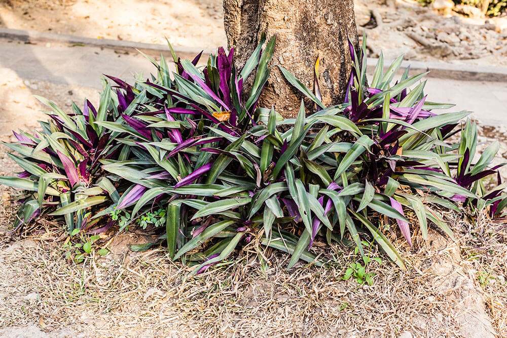 Tradescantia spathacea