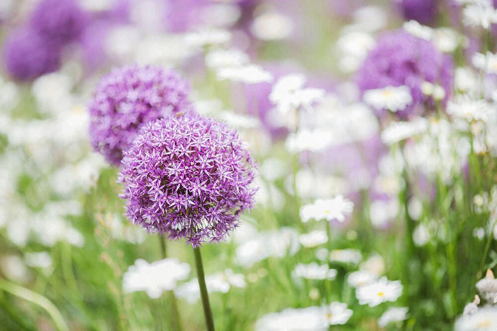 Allium oreophilum