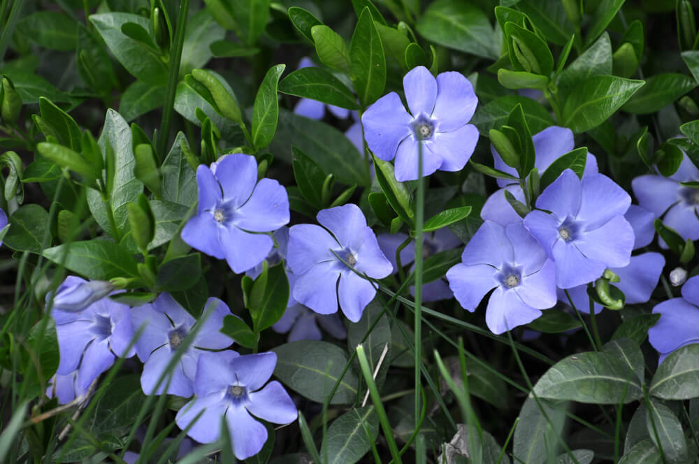 Vinca minor