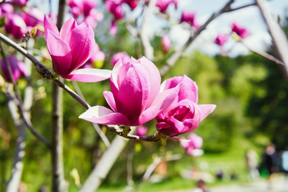 Magnolia liliflora Jane