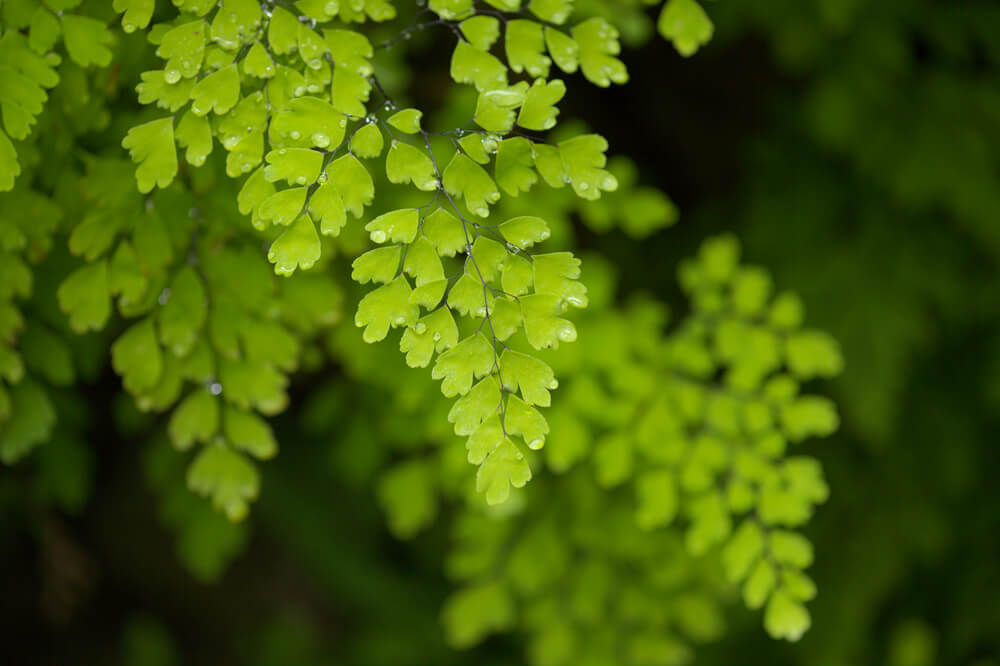 Adiantum raddianum