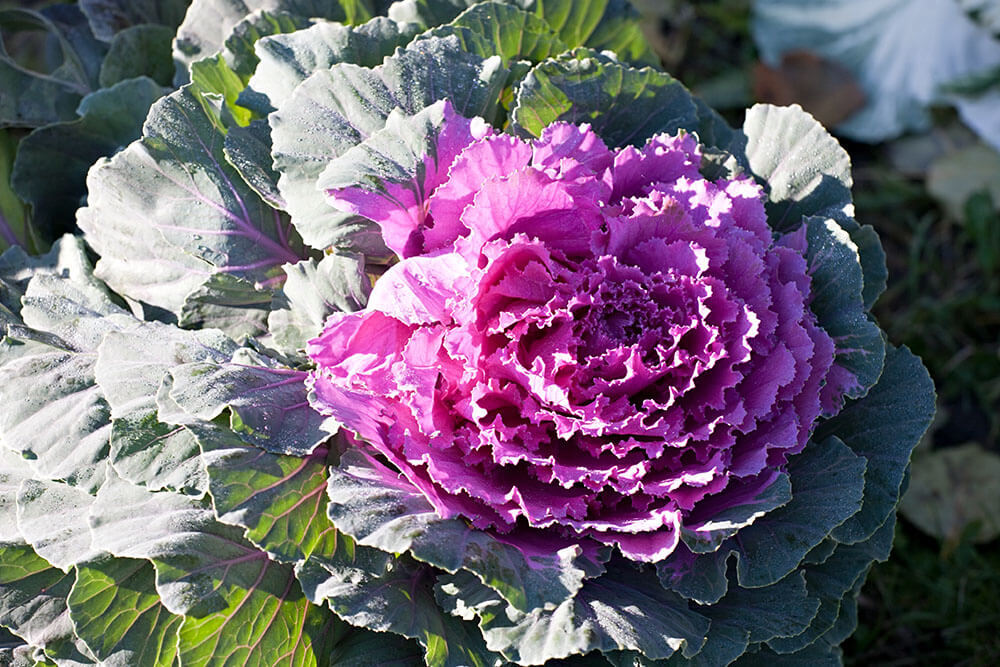 Brassica oleracea