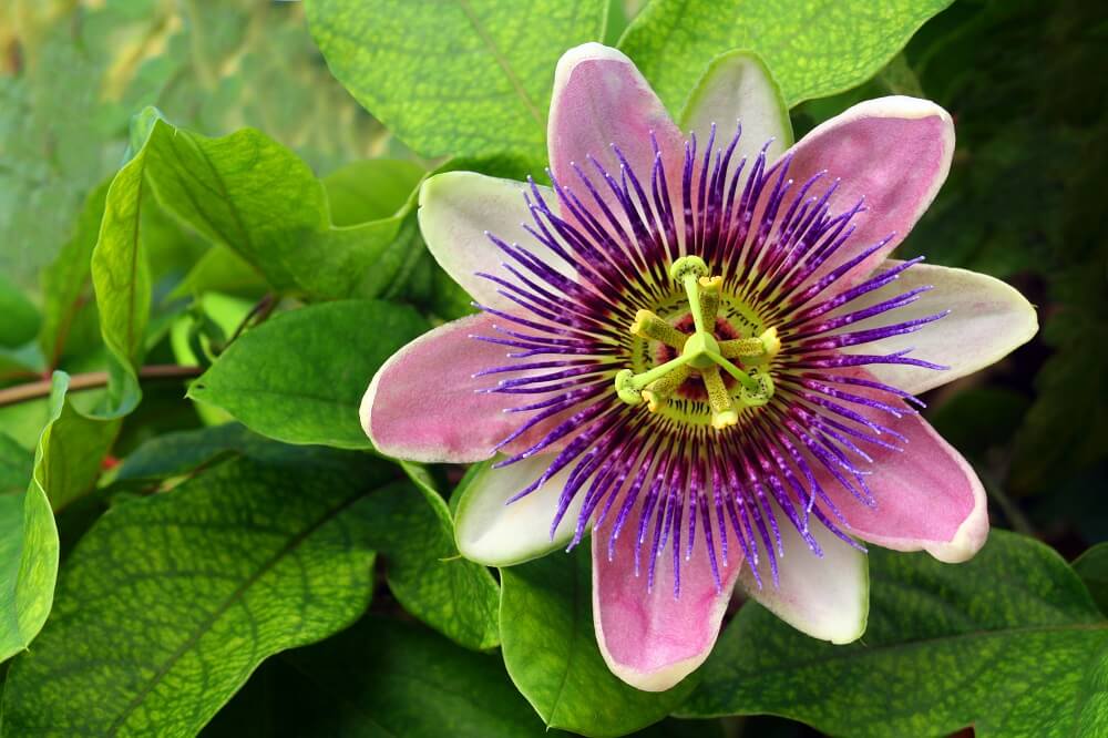 Passiflora incarnata