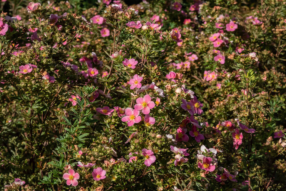 Potentilla fruticose Pink Beauty