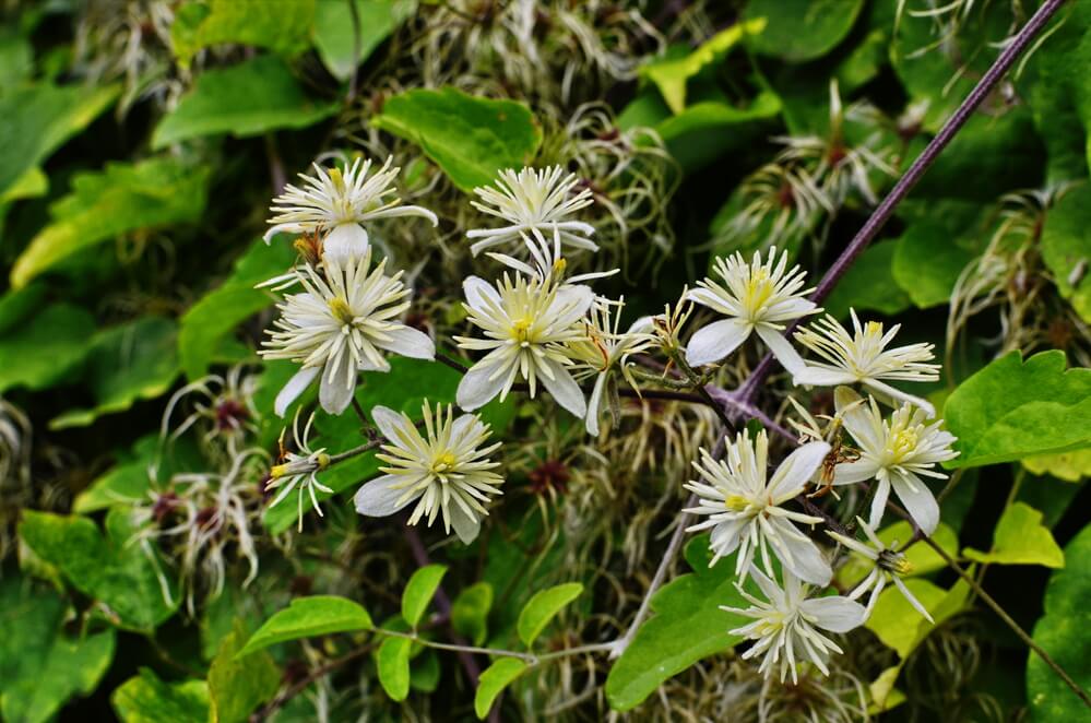 Clematis virginiana