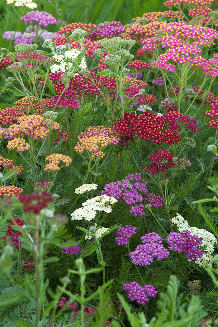 Achillea millefolium