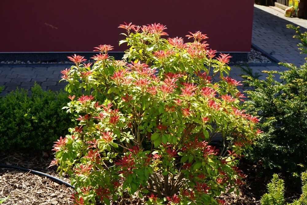 Pieris japonica