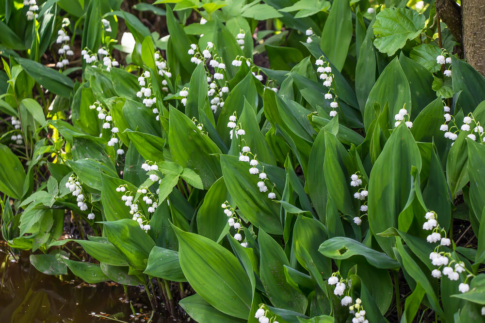 Convallaria majalis