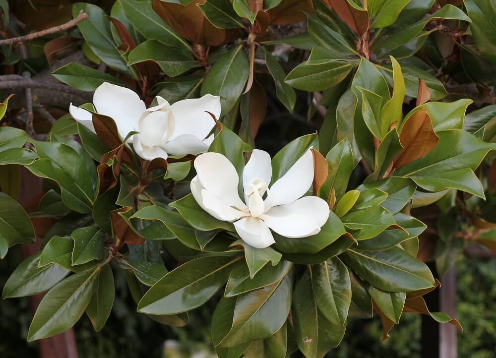 Magnolia grandiflora