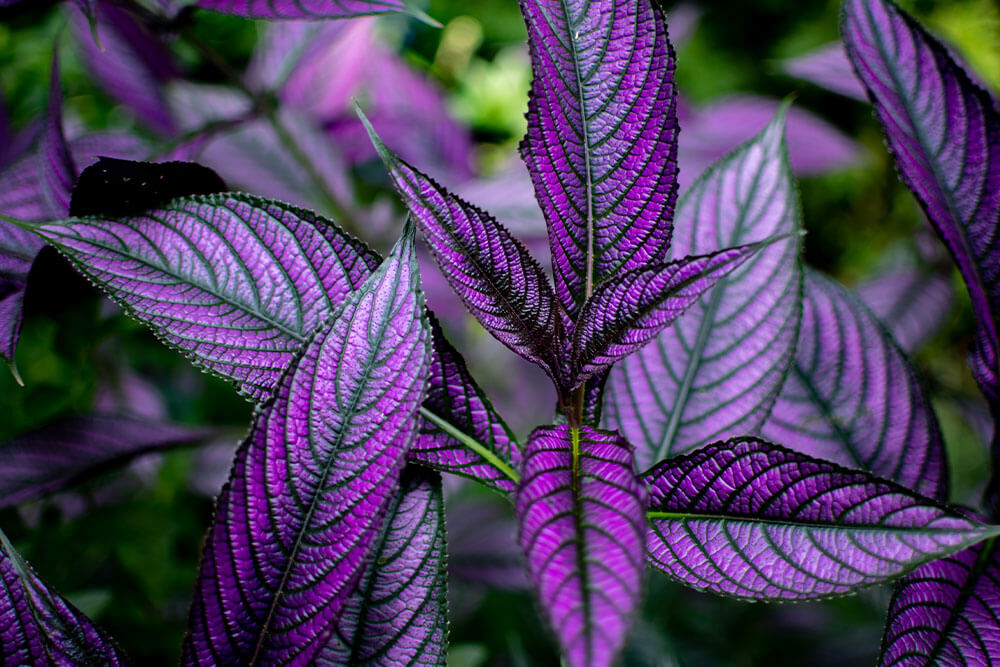 Strobilanthes dyerianus