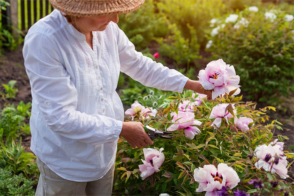 Paeonia suffruticosa