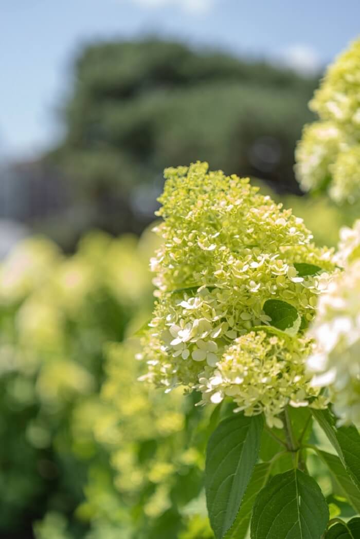 Hydrangea paniculata Limelight