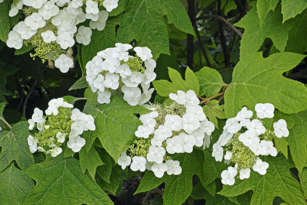 Hydrangea quercifolia